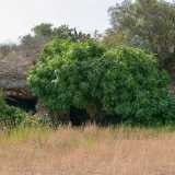Voltando lo sguardo a sinistra riusciamo invece a intravedere, oltre le fronde di due alberi di fico...